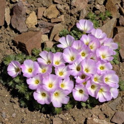 Chileläinen oksalis - Oxalis adenophylla - iso pakkaus! - 50 kpl; Hopea shamrock, chileläinen puinen hapokas - 