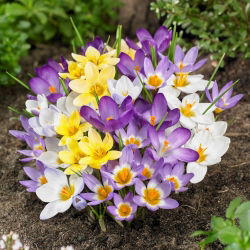 Spring Melody - set 4 jenis crocus - 200 pcs. - 