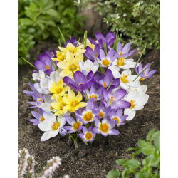 Spring Melody - set 4 jenis crocus - 200 pcs. - 