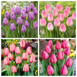 Madeline - set 4 jenis tulip - 40 pcs. - 