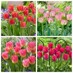 Pink Panther - set 4 jenis tulip - 40 pcs. - 