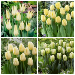 Mesej dalam Botol - set 4 jenis tulip - 40 pcs. - 