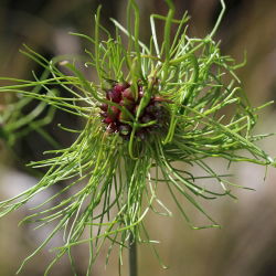 Aglio decorativo - Hair - pacchetto di 5 pezzi - Allium Hair