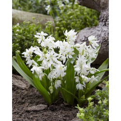 Scilla, Squill Siberica Alba - 10 květinové cibule - Scilla Siberica Alba