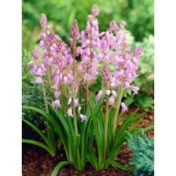 Pink squill (Scilla) - velké balení! - 100 ks. - 
