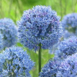 Blå klodsløg - Stor pakke! - 50 stk.; blå ornamental løg, blå-af-himlen, blåblomstret hvidløg