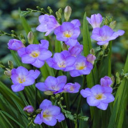 Blue single freesia - Biru - Paket Besar! - 100 pcs. - 