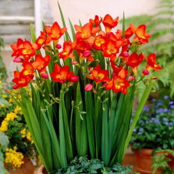 Red single freesia - Merah - Paket Besar! - 100 pcs. - 