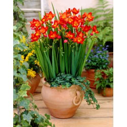 Red single freesia - Merah - Paket Besar! - 100 pcs. - 