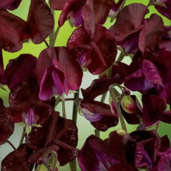 Сладък грах "Божоле" - 36 семена - Lathyrus odoratus