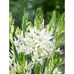 Camassia alba - 2 lukovice