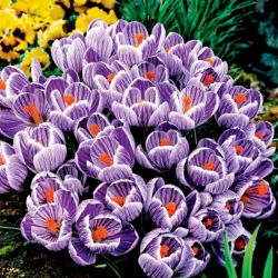 Crocus King of the Striped - Pack Besar! - 200 pcs. - 