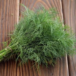 Endro - BIO - Anethum graveolens L. - sementes