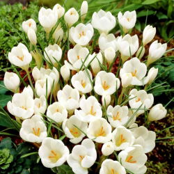 Crocus Miss Vain - 10 bebawang - Crocus biflorus Miss Vain