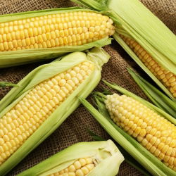 Tatlı mısır "Altın Cüce" - 120 tohum - Zea mays convar. saccharata var. Rugosa - tohumlar