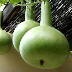 Калабас, пляшка gourd - сорт мікс - 7 насінин - Lagenaria siceraria - насіння