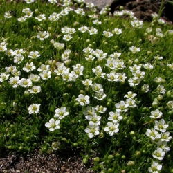 Semi di Irish Moss, Heath Pearlwort - Sagina subulata - 2200 semi