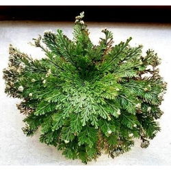 Rose of Jericho - velké balení! - 10 ks; Pallenis hierochuntica - 