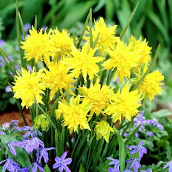 Narcissus Rip Van Winkle - Daffodil Rip Van Winkle - 5 لامپ
