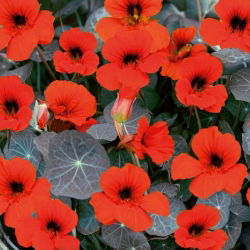 Bahçe nasturtium "Hindistan İmparatoriçesi" - düşük büyüyen çeşitliliği - 40 tohum - Tropaeolum majus nanum "Empress of India" - tohumlar