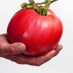 蕃茄Raspberry Giant种子 -  Lycopersicon lycopersicum  -  400种子 - Lycopersicon esculentum Mill.  - 種子