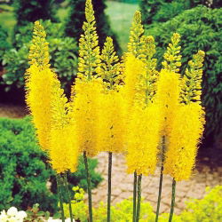 Eremurus, Foxtail Lilies Bungei