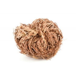 Rose of Jericho - velké balení! - 10 ks; Pallenis hierochuntica - 
