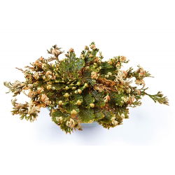Rose of Jericho - velké balení! - 10 ks; Pallenis hierochuntica - 