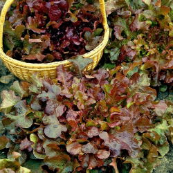 BIO lišće salate "Zdjela crvene salate" - certificirano organsko sjeme - 518 sjemenki - Lactuca sativa var. foliosa  - sjemenke