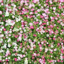 Rastejando as sementes da respiração do bebê - Gypsophila repens - 480 sementes