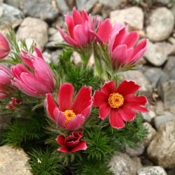 Червона паска Семена квітів - Анемон пульсатілья - 38 насінин - Anemone pulsatilla - насіння