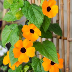 Семената на чернооката Susan Vine - Thunbergia alata - 28 семена