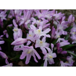 Chionodoxa forbesii - Pink Giant - Easy To Grow - Bulbs - Large Pack - 100 pcs