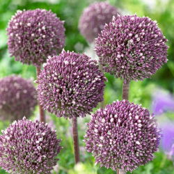 Allium Summer Drummer