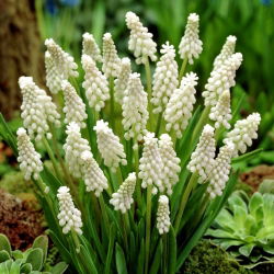 Album Muscari - album Hyacinth de struguri - 5 bulbi - Muscari botryoides Album