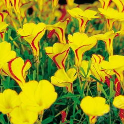 Träsyrel "Golden Cape" - Stort paket! - 20 st; Oxalis, falsk shamrock