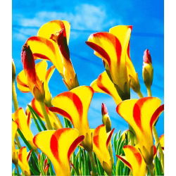 Puuhapuri "Golden Cape" - iso pakkaus! - 20 kpl; Oxalis, väärä shamrock - 