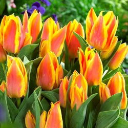 Tulipa Winnipeg - Tulip Winnipeg - 5 lampu