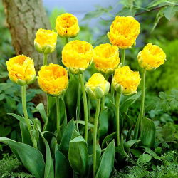 Tulipaner Beauty of Apeldorn - pakke med 5 stk - Tulipa Beauty of Apeldorn