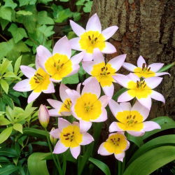 Tulipa Saxatilis - Tulip Saxatilis - 5 soğan