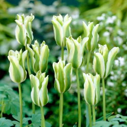Tulipa verde verde - Tulip verde verde - 5 bulbi - Tulipa Spring Green