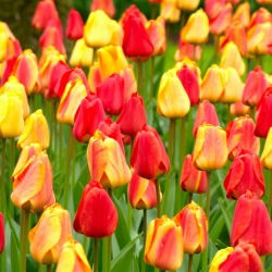 Tulip ditetapkan - merah, kuning dan aprikot dengan kelebihan kuning - 45 pcs - 