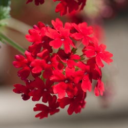 Садова вербена - червоний сорт; садова вербена - 120 насіння - Verbena x hybrida 