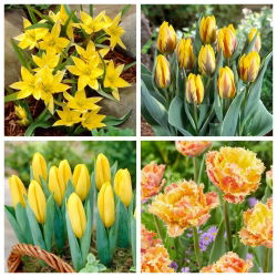 Cheerful Childhood - set of 4 tulip varieties - 40 pcs.