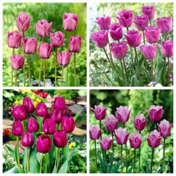 Ratu Malam - set 4 jenis tulip - 40 pcs. - 