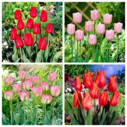 Mood Melody - set 4 jenis merah dan merah jambu yang mekar - 40 buah. - 