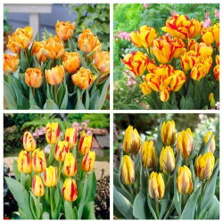 Sunny Joy - sada 4 odrůd tulipánů - 40 ks. - 