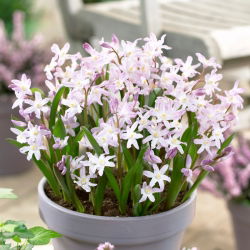 Chionodoxa forbesii - Pink Giant - Easy To Grow - Bulbs - Large Pack - 100 pcs