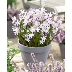 Chionodoxa forbesii - Pink Giant - Easy To Grow - Bulbs - Large Pack - 100 pcs