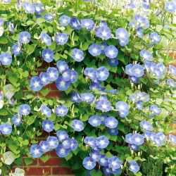 Насіння Purple Morning Glory - Ipomoea purpurea - 135 насіння